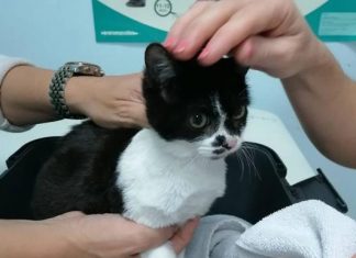 La presenza di gatti nel parco Tony Gallardo mette il Cabildo contro i gruppi animalisti