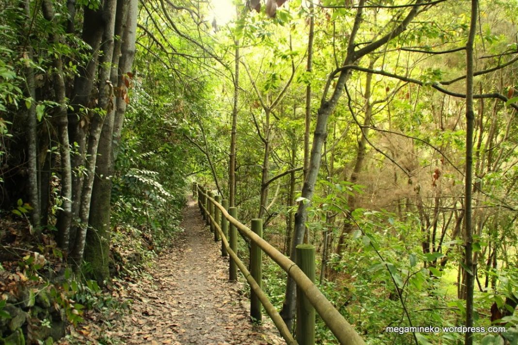 I migliori percorsi di trekking con bambini a Gran Canaria (parte seconda-Le Foreste) I migliori percorsi di trekking con bambini a Gran Canaria (parte seconda-Le Foreste)