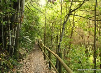 I migliori percorsi di trekking con bambini a Gran Canaria (parte seconda-Le Foreste)