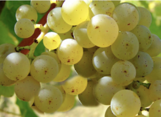 Saper bere e saper mangiare in Spagna – Un Sauvignon blanc per un ottimo pesce bianco al cartoccio