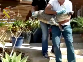 La Guardia Civil sequestra 139 specie invasive, compresi tre pitoni