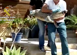 La Guardia Civil sequestra 139 specie invasive, compresi tre pitoni