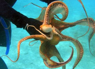 Greenpeace e WWF chiedono di fermare l’allevamento di polpi delle Canarie perché “crudele”
