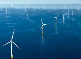 Il rumore dei parchi eolici offshore minaccia i mammiferi marini