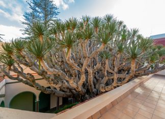 Gáldar cura e coccola l’albero del drago più antico di Gran Canaria