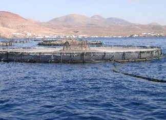 3 spiagge canarie ricevono la bandiera nera