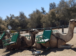 Il Safari Dunas de Gran Canaria deve chiudere