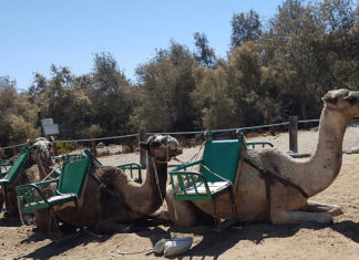 Il Safari Dunas de Gran Canaria deve chiudere