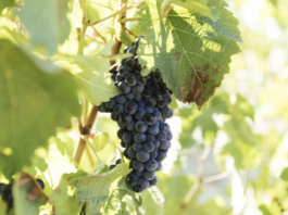 Saper bere e saper mangiare in Spagna – Un ottimo rosso per gli involtini al sugo alla romana