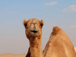 I cammelli delle Canarie esportati in Australia nel 1840