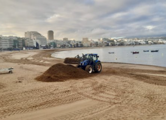 La sorella del Sargassum ricopre le coste delle Isole Canarie
