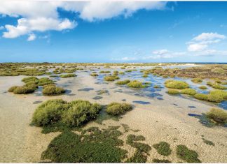 UNA PASSERELLA DI LEGNO PER ATTRAVERSARE LAS LAGUNITAS CON LA MAREA ALTA
