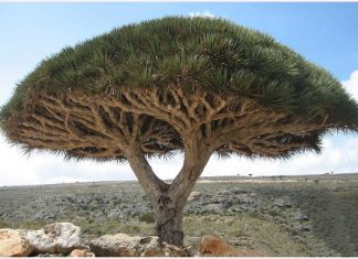 IL DRAGO DI GRAN CANARIA STA SCOMPARENDO A UN RITMO SEMPRE MAGGIORE