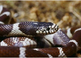 LA CATTURA DI SERPENTI STA PER RAGGIUNGERE UN RECORD ANNUALE A GRAN CANARIA