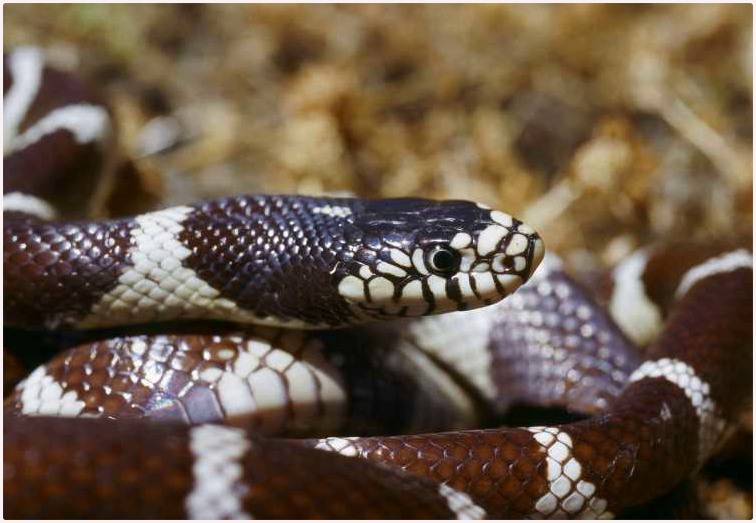 LA CATTURA DI SERPENTI STA PER RAGGIUNGERE UN RECORD ANNUALE A GRAN CANARIA LA CATTURA DI SERPENTI STA PER RAGGIUNGERE UN RECORD ANNUALE A GRAN CANARIA