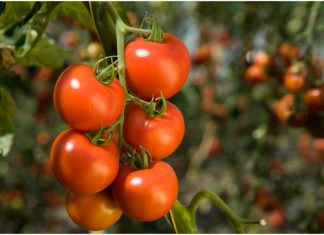 LA CRISI ENERGETICA IN EUROPA COSTRINGE A TAGLIARE LA PRODUZIONE DI FRUTTA E VERDURA A TUTTO VANTAGGIO DEL POMODORO CANARIO