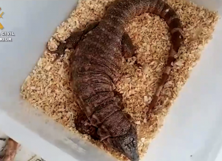 Arrestato per possedere 16 animali potenzialmente pericolosi