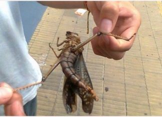 UN CLASSICO DELLA CALIMA: IL RITORNO DELLE CAVALLETTE ALLE CANARIE