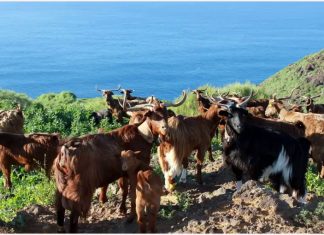 ALLARME ALLE CANARIE: LA TERRA COLTIVATA SCENDE PER LA PRIMA VOLTA SOTTO I 40.000 ETTARI