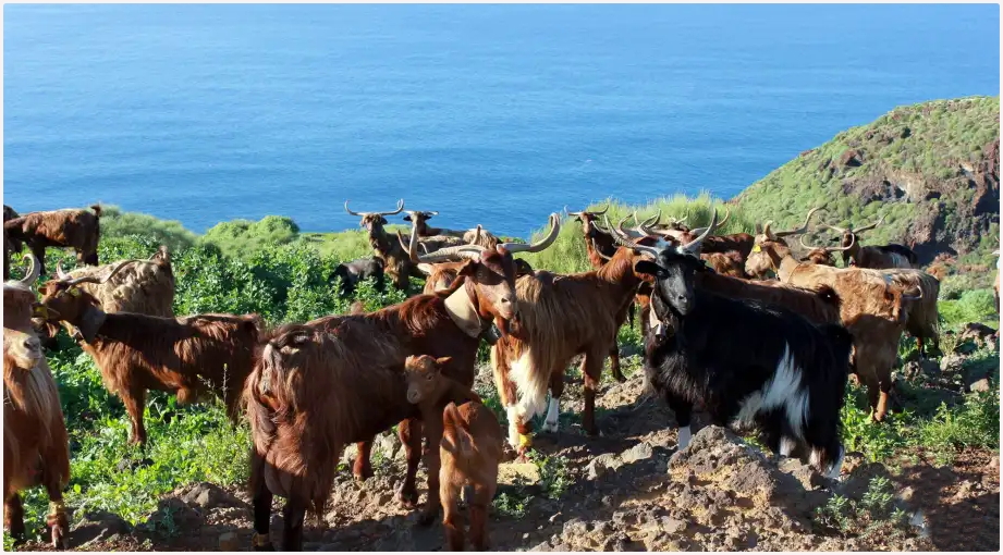 ALLARME ALLE CANARIE: LA TERRA COLTIVATA SCENDE PER LA PRIMA VOLTA SOTTO I 40.000 ETTARI ALLARME ALLE CANARIE: LA TERRA COLTIVATA SCENDE PER LA PRIMA VOLTA SOTTO I 40.000 ETTARI