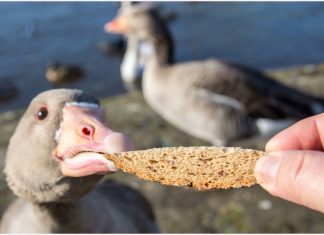 IN PERICOLO A CAUSA DEI TURISTI LE ANATRE DEL PARQUE SUR DI GRAN CANARIA