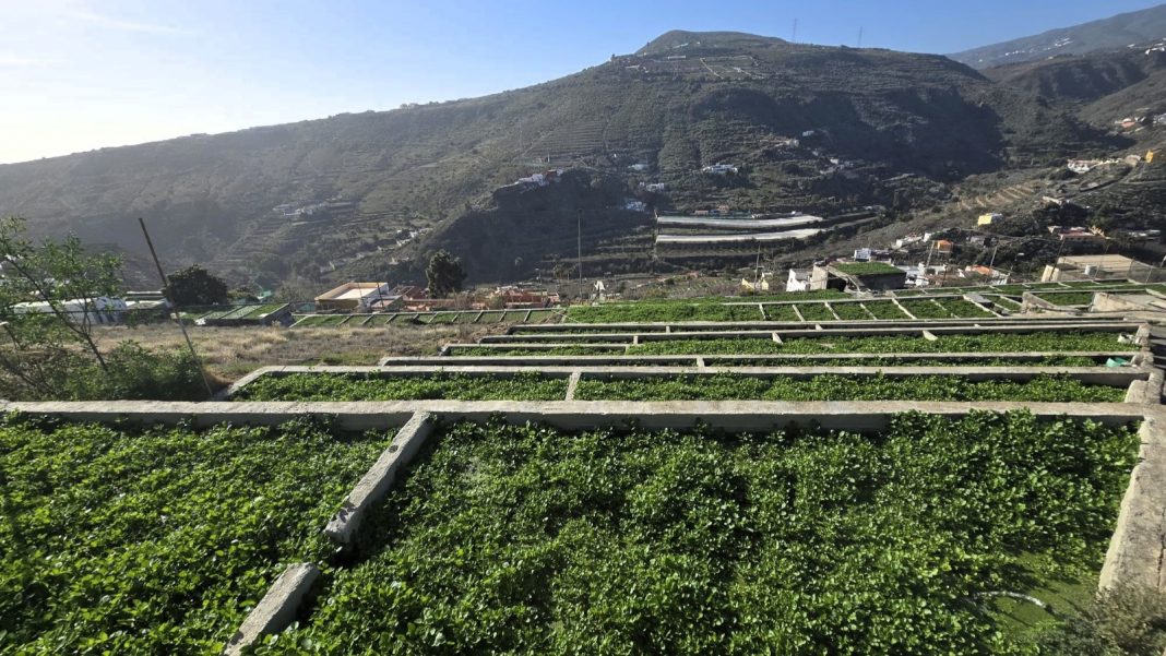 Crescione VS Spinaci: il tesoro verde delle Canarie meno noto in Italia Crescione VS Spinaci: il tesoro verde delle Canarie meno noto in Italia