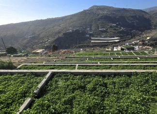 Crescione VS Spinaci: il tesoro verde delle Canarie meno noto in Italia