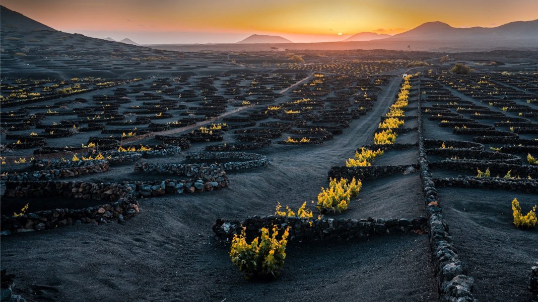 Lanzarote: Dove il Vino Nasce dal Vulcano Lanzarote: Dove il Vino Nasce dal Vulcano