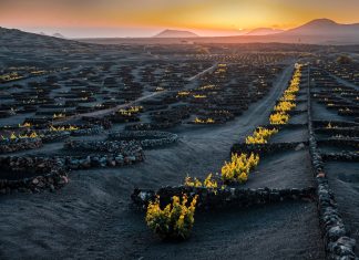Lanzarote: Dove il Vino Nasce dal Vulcano