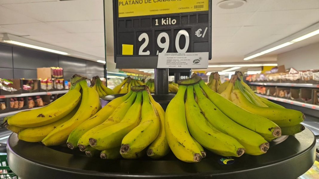 Il paradosso del platano canario Il paradosso del platano canario