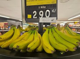 Il paradosso del platano canario