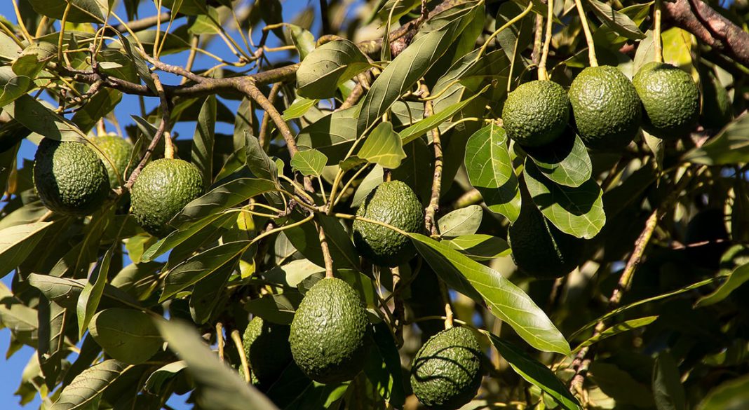Avocado contaminati e divieto d’importazione Avocado contaminati e divieto d’importazione