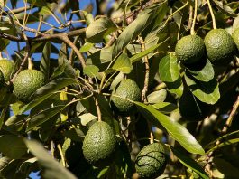 Avocado contaminati e divieto d’importazione