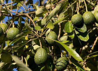 Avocado contaminati e divieto d’importazione