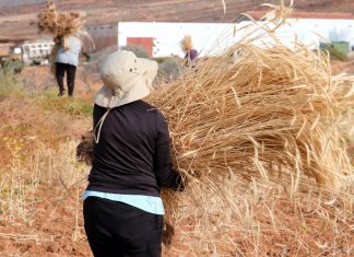 Fuerteventura riscopre la segale: una nuova linfa per l’artigianato