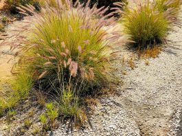 La coda di gatto alle Canarie: una minaccia silenziosa ma aggressiva