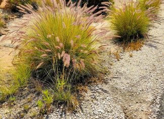La coda di gatto alle Canarie: una minaccia silenziosa ma aggressiva