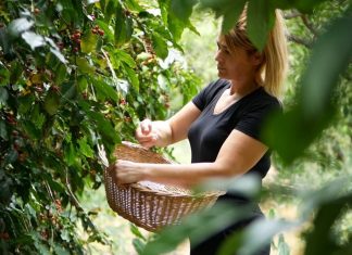 Agaete: il caffè che non ti aspetti, il sapore che non dimentichi