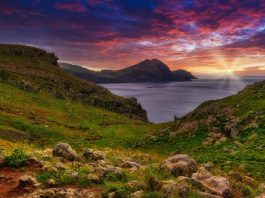 Macaronesia: metà delle estinzioni sono colpa dell’uomo