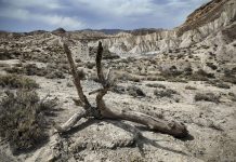 La desertificazione avanza nelle Canarie: a Las Palmas il 97% del territorio è già zona arida, a Santa Cruz di Tenerife l’87%