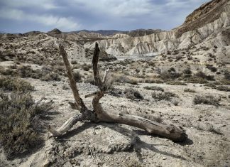 La desertificazione avanza nelle Canarie: a Las Palmas il 97% del territorio è già zona arida, a Santa Cruz di Tenerife l’87%